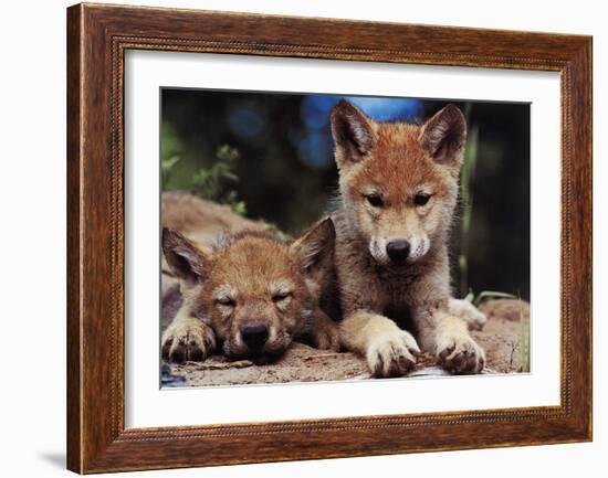 Spring Wolf Pups-Art Wolfe-Framed Art Print