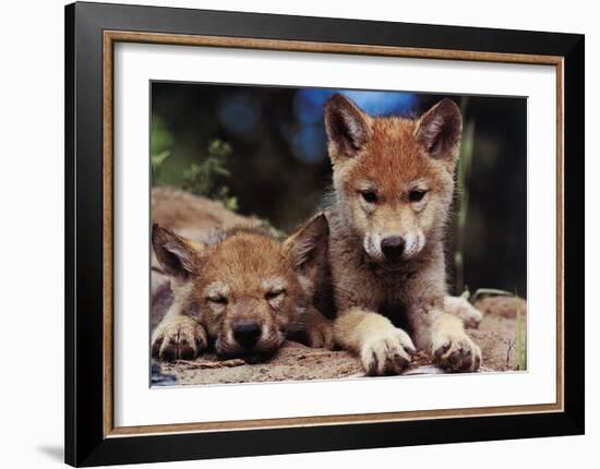 Spring Wolf Pups-Art Wolfe-Framed Art Print