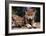 Spring Wolf Pups-Art Wolfe-Framed Art Print