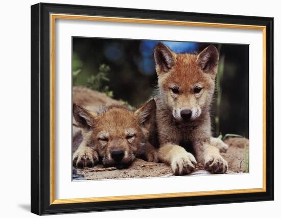 Spring Wolf Pups-Art Wolfe-Framed Art Print