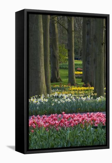 Spring woodland garden with tulips and daffodils-Anna Miller-Framed Premier Image Canvas
