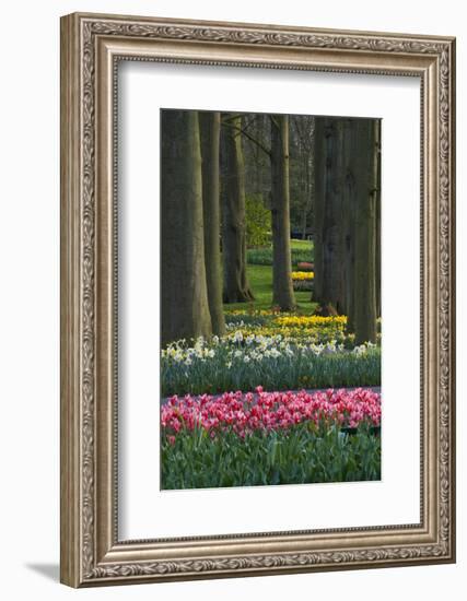 Spring woodland garden with tulips and daffodils-Anna Miller-Framed Photographic Print