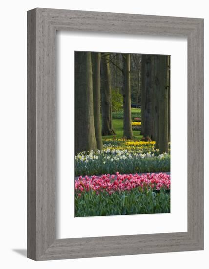 Spring woodland garden with tulips and daffodils-Anna Miller-Framed Photographic Print