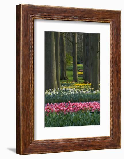 Spring woodland garden with tulips and daffodils-Anna Miller-Framed Photographic Print