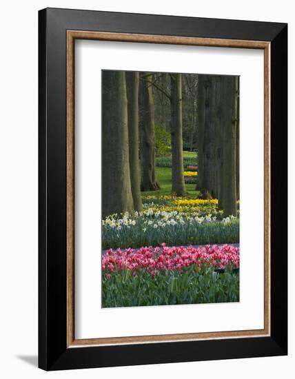 Spring woodland garden with tulips and daffodils-Anna Miller-Framed Photographic Print