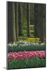 Spring woodland garden with tulips and daffodils-Anna Miller-Mounted Photographic Print