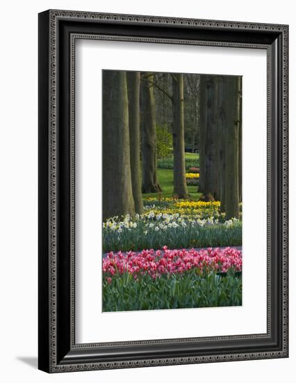 Spring woodland garden with tulips and daffodils-Anna Miller-Framed Photographic Print