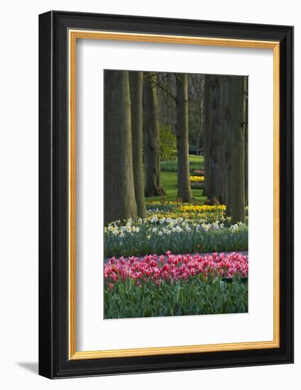 Spring woodland garden with tulips and daffodils-Anna Miller-Framed Photographic Print