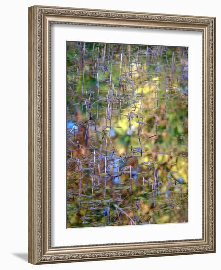 Spring Zing-Doug Chinnery-Framed Photographic Print