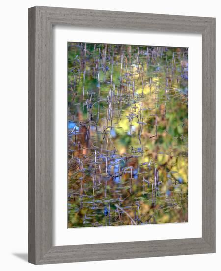 Spring Zing-Doug Chinnery-Framed Photographic Print