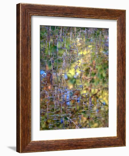 Spring Zing-Doug Chinnery-Framed Photographic Print