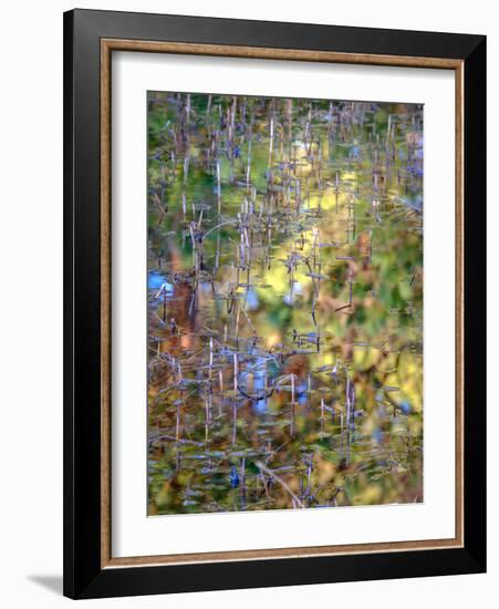 Spring Zing-Doug Chinnery-Framed Photographic Print