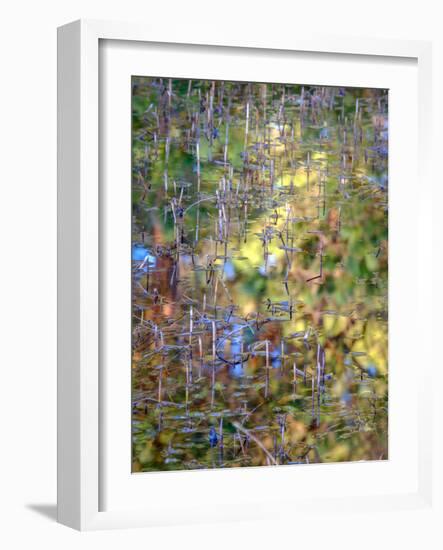 Spring Zing-Doug Chinnery-Framed Photographic Print