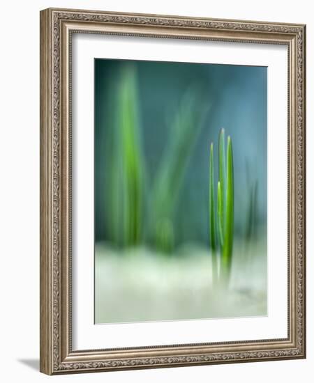 Spring-Ursula Abresch-Framed Photographic Print