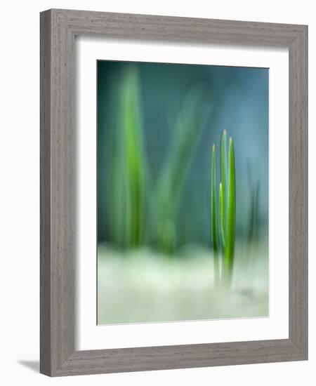 Spring-Ursula Abresch-Framed Photographic Print