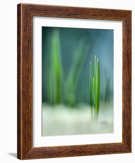 Spring-Ursula Abresch-Framed Photographic Print