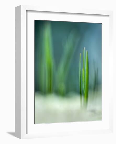 Spring-Ursula Abresch-Framed Photographic Print