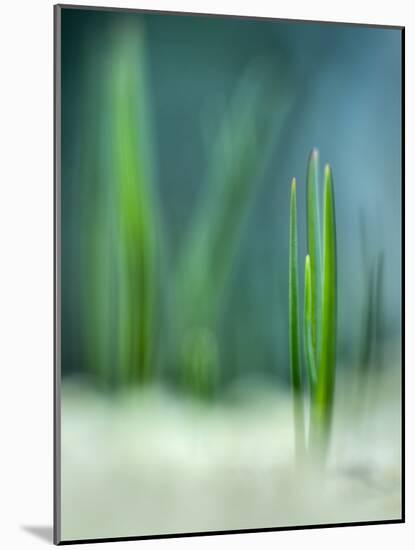 Spring-Ursula Abresch-Mounted Photographic Print