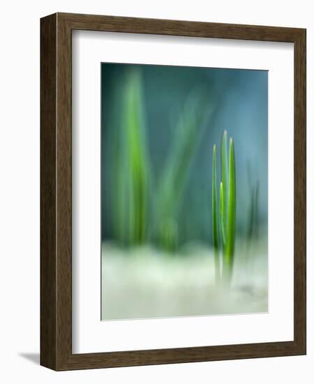 Spring-Ursula Abresch-Framed Photographic Print