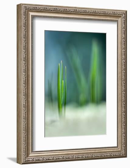 Spring-Ursula Abresch-Framed Photographic Print