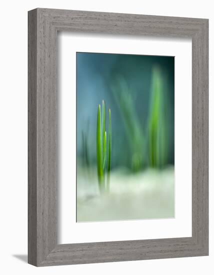 Spring-Ursula Abresch-Framed Photographic Print