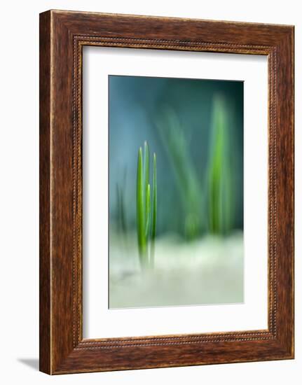 Spring-Ursula Abresch-Framed Photographic Print