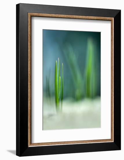 Spring-Ursula Abresch-Framed Photographic Print