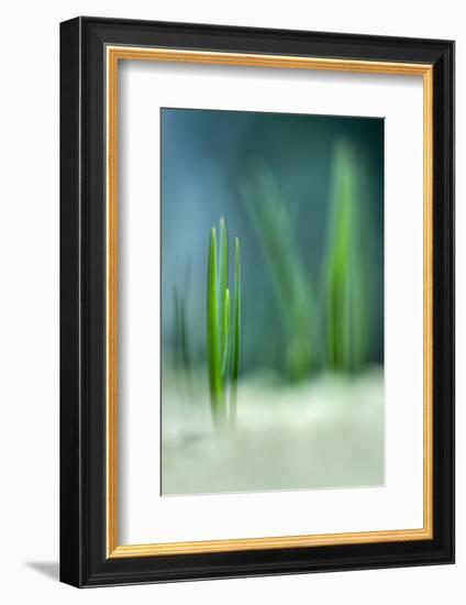 Spring-Ursula Abresch-Framed Photographic Print