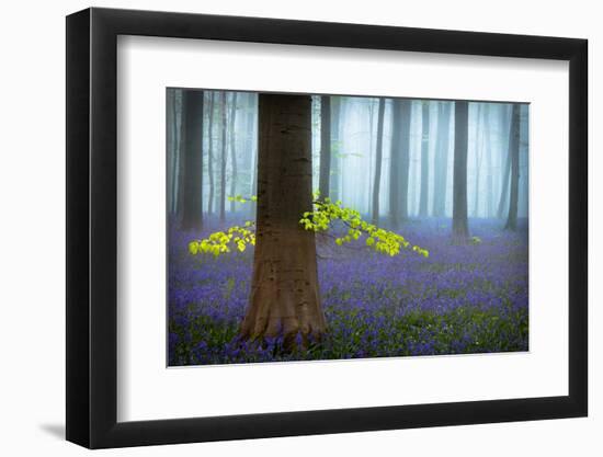 Spring...........-Piet Haaksma-Framed Photographic Print