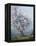 Spring-Emanuel Phillips Fox-Framed Premier Image Canvas