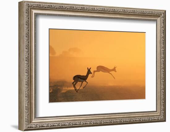 Springbok - African Wildlife Background - Running for Gold-Stacey Ann Alberts-Framed Photographic Print