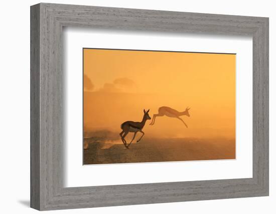 Springbok - African Wildlife Background - Running for Gold-Stacey Ann Alberts-Framed Photographic Print