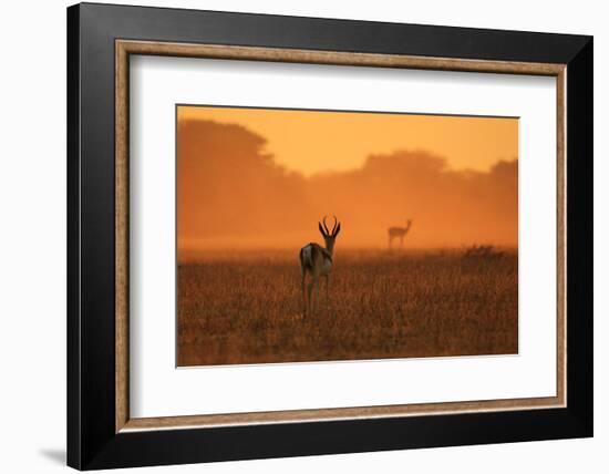 Springbok Antelope - African Wildlife Background - Sunset Gold and Colors in Nature-Stacey Ann Alberts-Framed Photographic Print