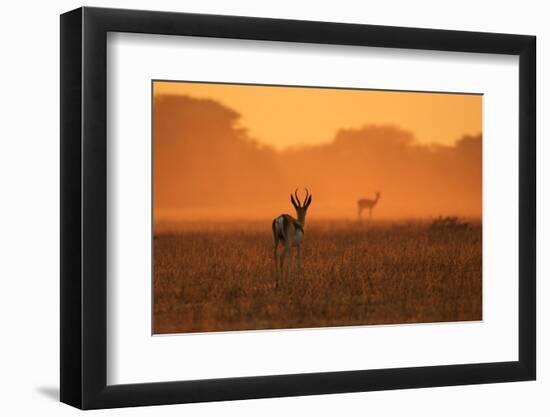 Springbok Antelope - African Wildlife Background - Sunset Gold and Colors in Nature-Stacey Ann Alberts-Framed Photographic Print