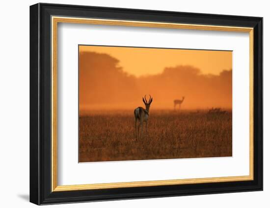 Springbok Antelope - African Wildlife Background - Sunset Gold and Colors in Nature-Stacey Ann Alberts-Framed Photographic Print