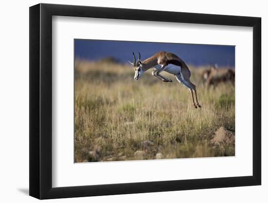 Springbok (Antidorcas Marsupialis) Buck Springing or Jumping-James Hager-Framed Photographic Print