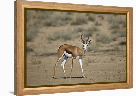 Springbok (Antidorcas Marsupialis) Buck-James Hager-Framed Premier Image Canvas
