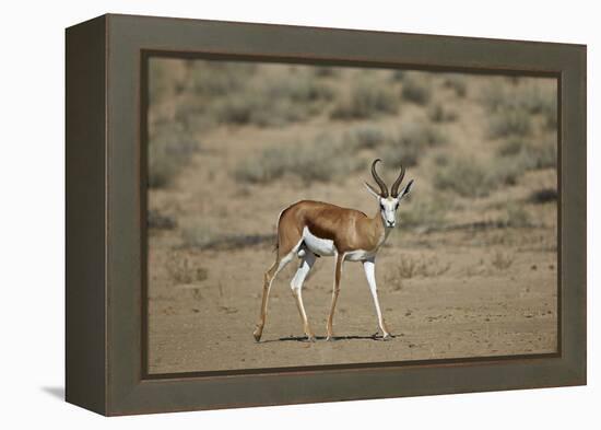 Springbok (Antidorcas Marsupialis) Buck-James Hager-Framed Premier Image Canvas