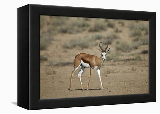 Springbok (Antidorcas Marsupialis) Buck-James Hager-Framed Premier Image Canvas