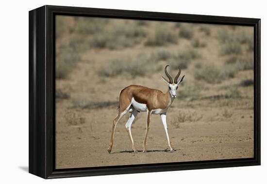 Springbok (Antidorcas Marsupialis) Buck-James Hager-Framed Premier Image Canvas