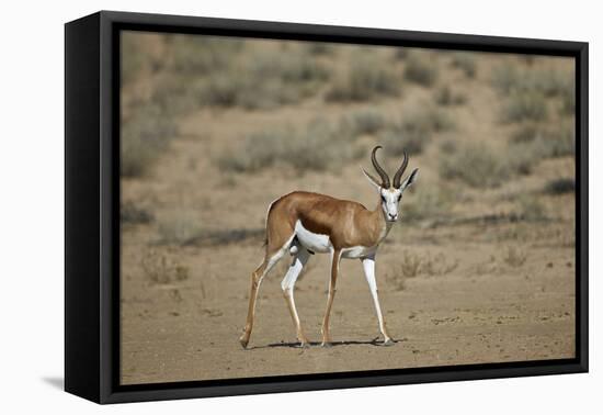 Springbok (Antidorcas Marsupialis) Buck-James Hager-Framed Premier Image Canvas