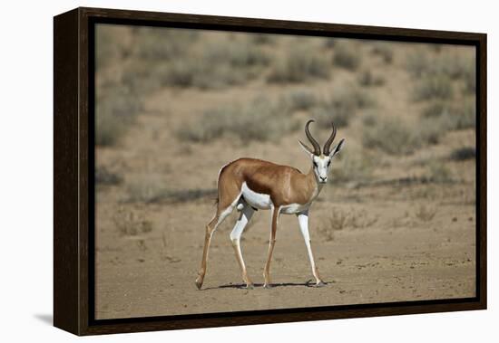 Springbok (Antidorcas Marsupialis) Buck-James Hager-Framed Premier Image Canvas