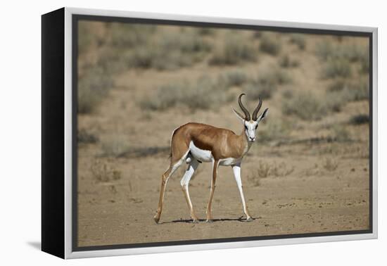 Springbok (Antidorcas Marsupialis) Buck-James Hager-Framed Premier Image Canvas