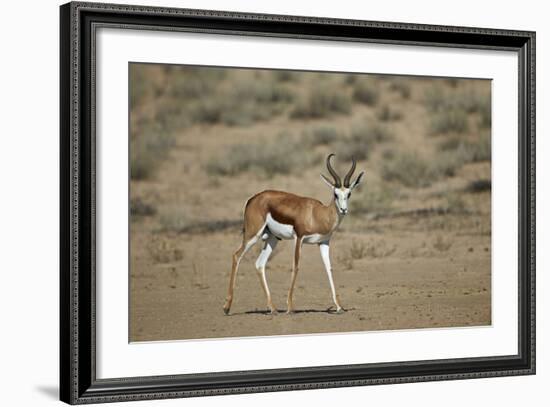 Springbok (Antidorcas Marsupialis) Buck-James Hager-Framed Photographic Print