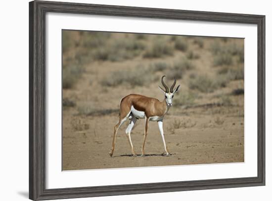 Springbok (Antidorcas Marsupialis) Buck-James Hager-Framed Photographic Print