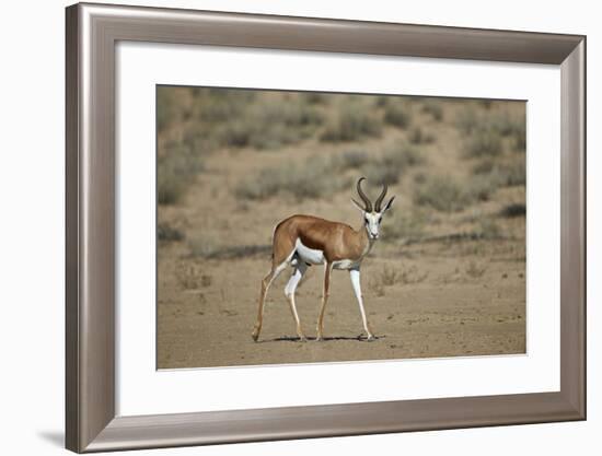 Springbok (Antidorcas Marsupialis) Buck-James Hager-Framed Photographic Print