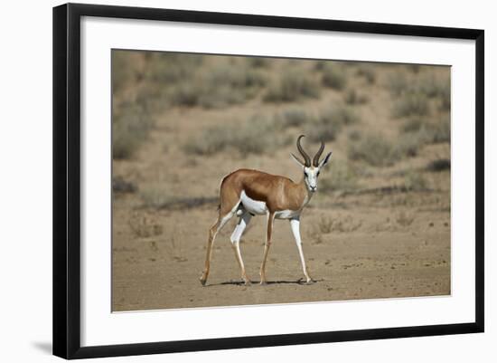 Springbok (Antidorcas Marsupialis) Buck-James Hager-Framed Photographic Print