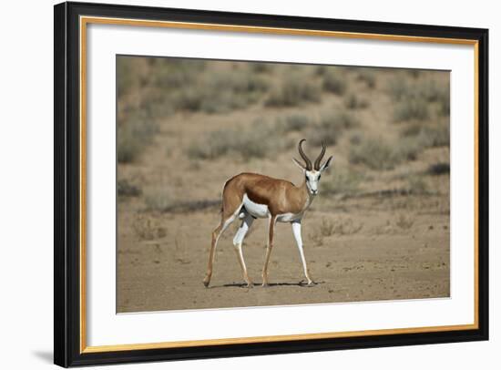 Springbok (Antidorcas Marsupialis) Buck-James Hager-Framed Photographic Print