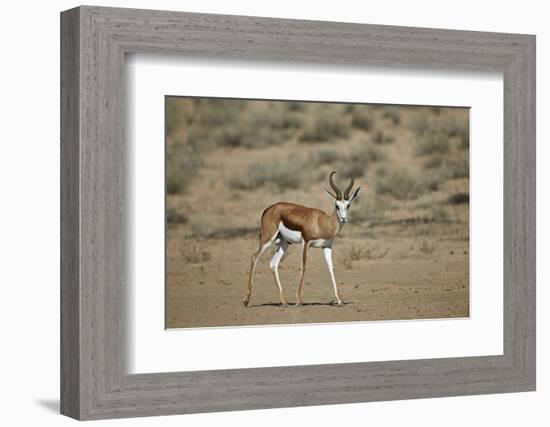 Springbok (Antidorcas Marsupialis) Buck-James Hager-Framed Photographic Print