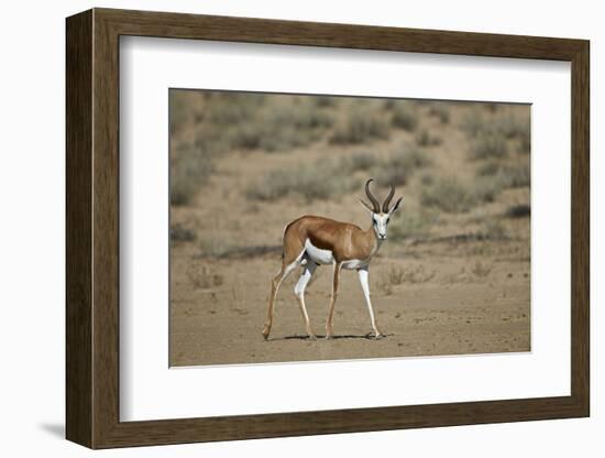 Springbok (Antidorcas Marsupialis) Buck-James Hager-Framed Photographic Print